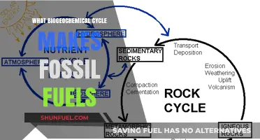 Biogeochemical Cycles: Fossil Fuels' Ancient Origins
