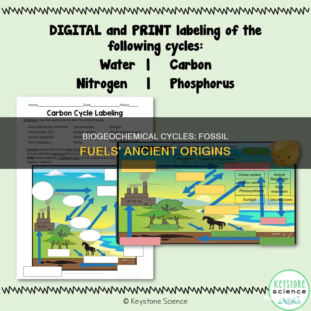 what biogeochemical cycle makes fossil fuels