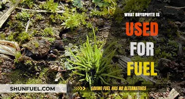 Bryophytes as Fuel: Exploring Nature's Hidden Energy Source
