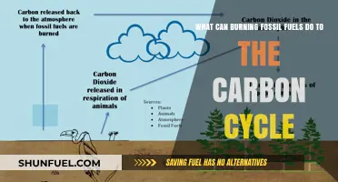 Fossil Fuels: Carbon Cycle's Worst Enemy