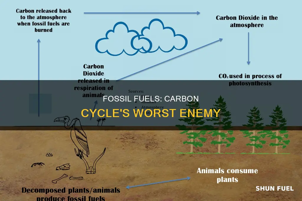 what can burning fossil fuels do to the carbon cycle