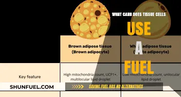 Glucose: The Essential Carbohydrate Fuel for Tissue Cells Explained