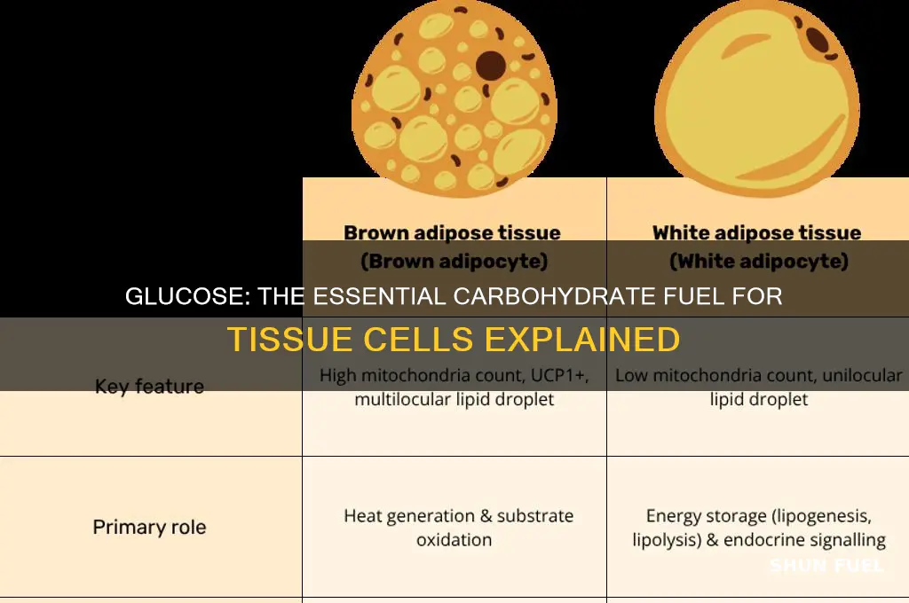 what carb does tissue cells use a fuel