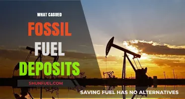 How Ancient Life Created Fossil Fuel Deposits