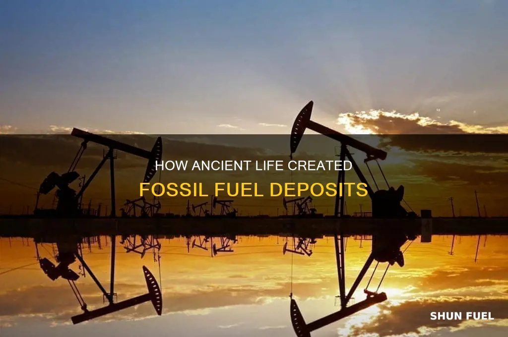what casued fossil fuel deposits