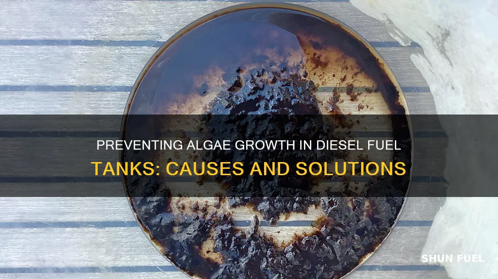 what causes algae in diesel fuel tanks