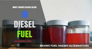 Black Algae in Diesel: Causes and Prevention