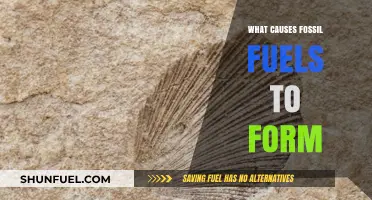 How Fossil Fuels Form: A Historical Perspective