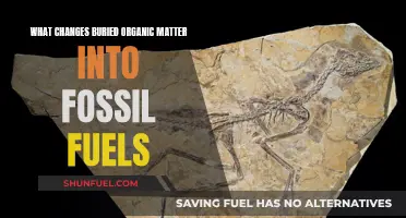 Organic Matter's Fossil Fuel Transformation: Unraveling the Earth's Mystery