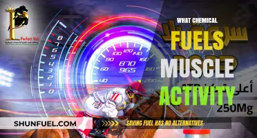 The Essential Chemical Fueling Muscle Activity: ATP Explained