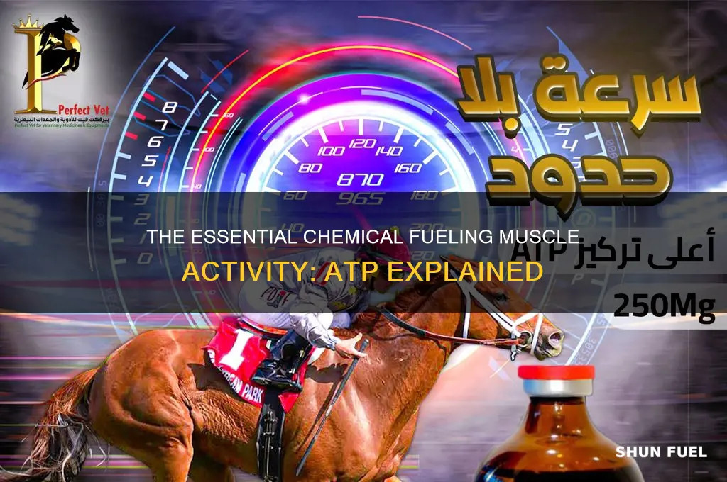 what chemical fuels muscle activity