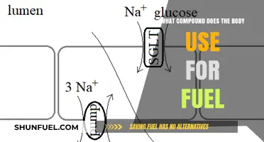 The Body's Primary Fuel Source: Understanding Glucose and Energy Metabolism