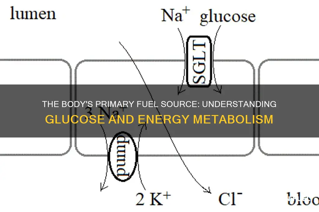 what compound does the body use for fuel
