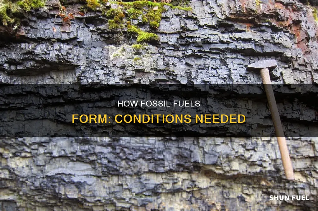 what conditions are necessary for fossil fuels to form