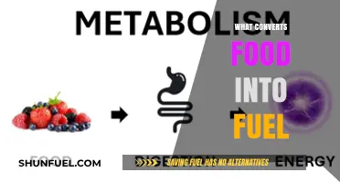 How Your Body Transforms Food into Energy: The Metabolic Process Explained