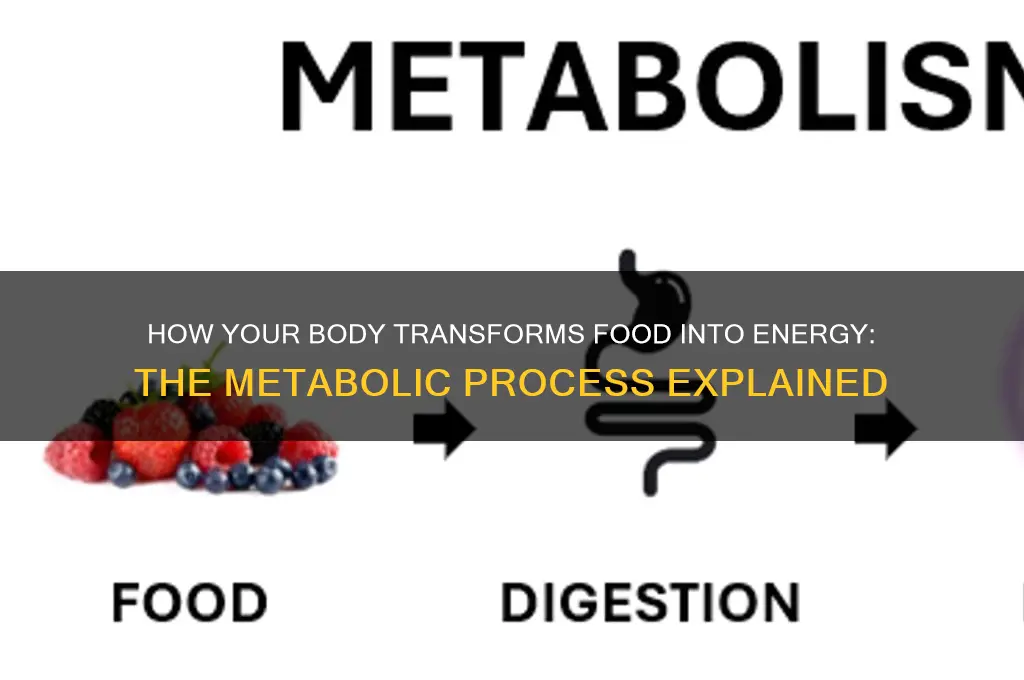 what converts food into fuel