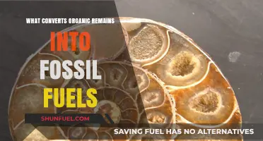 Organic Remains Transform: Fossil Fuels Origin