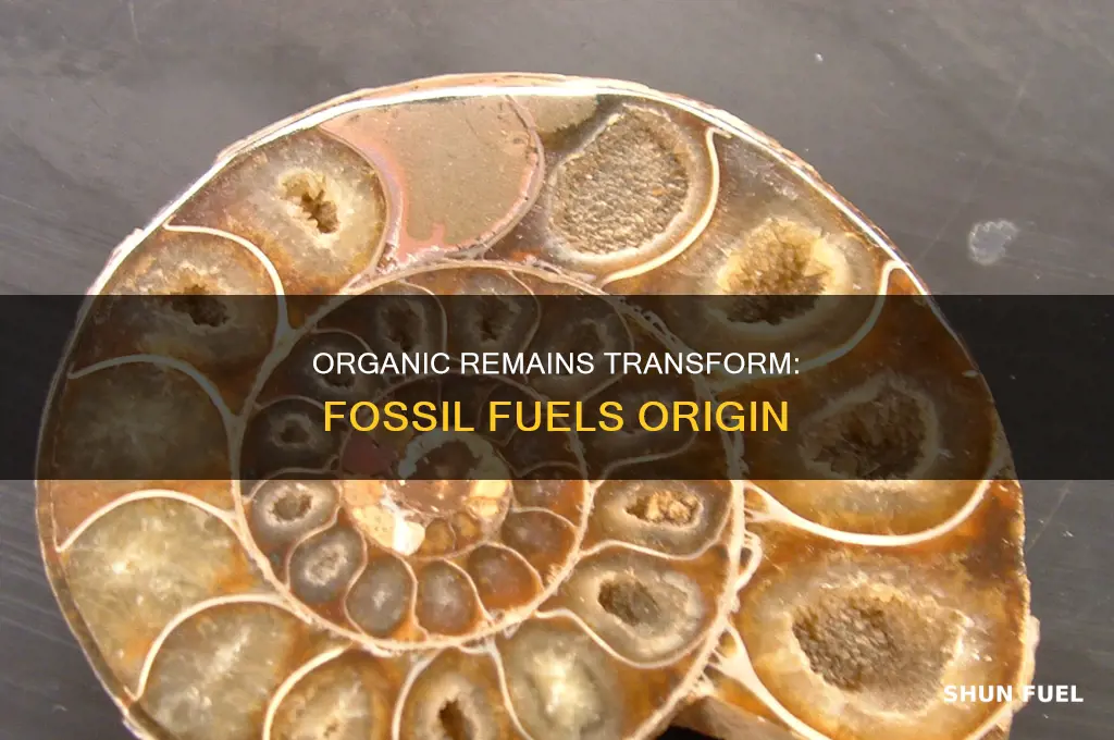 what converts organic remains into fossil fuels