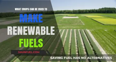 Sustainable Energy: Top Crops for Renewable Fuel Production