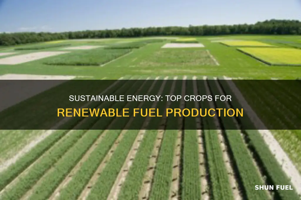 what crops can be used to make renewable fuels