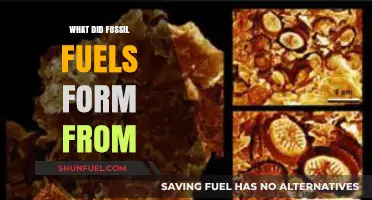 The Origin of Fossil Fuels: Ancient Organisms and Energy