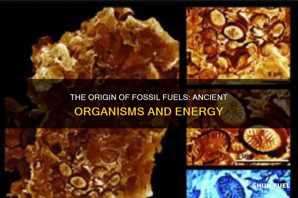 what did fossil fuels form from