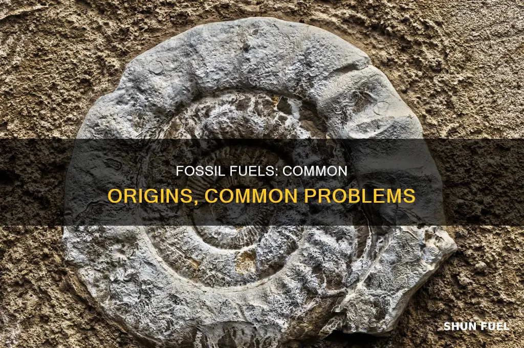 what do all fossil fuels have in common brainly