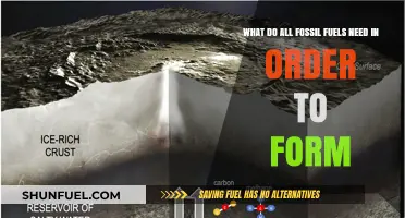 How Fossil Fuels Form: The Key Ingredient