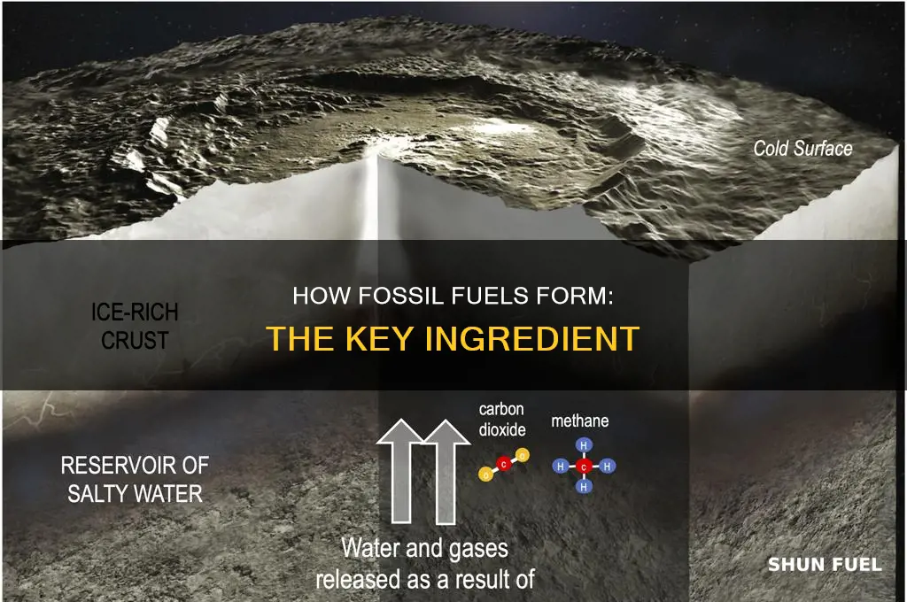 what do all fossil fuels need in order to form