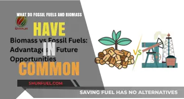 Fossil Fuels and Biomass: Shared Origins, Energy Roles, and Environmental Impacts