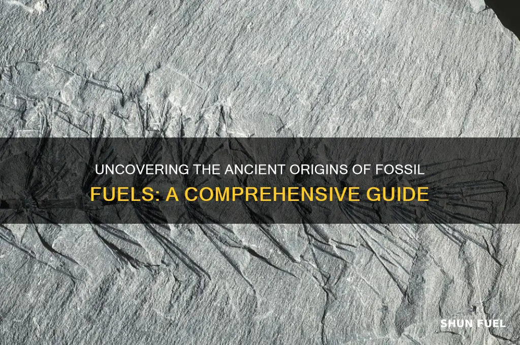 what do fossil fuels come from