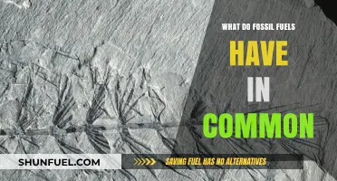 Fossil Fuels: Shared Origins, Impacts, and Alternatives Explained