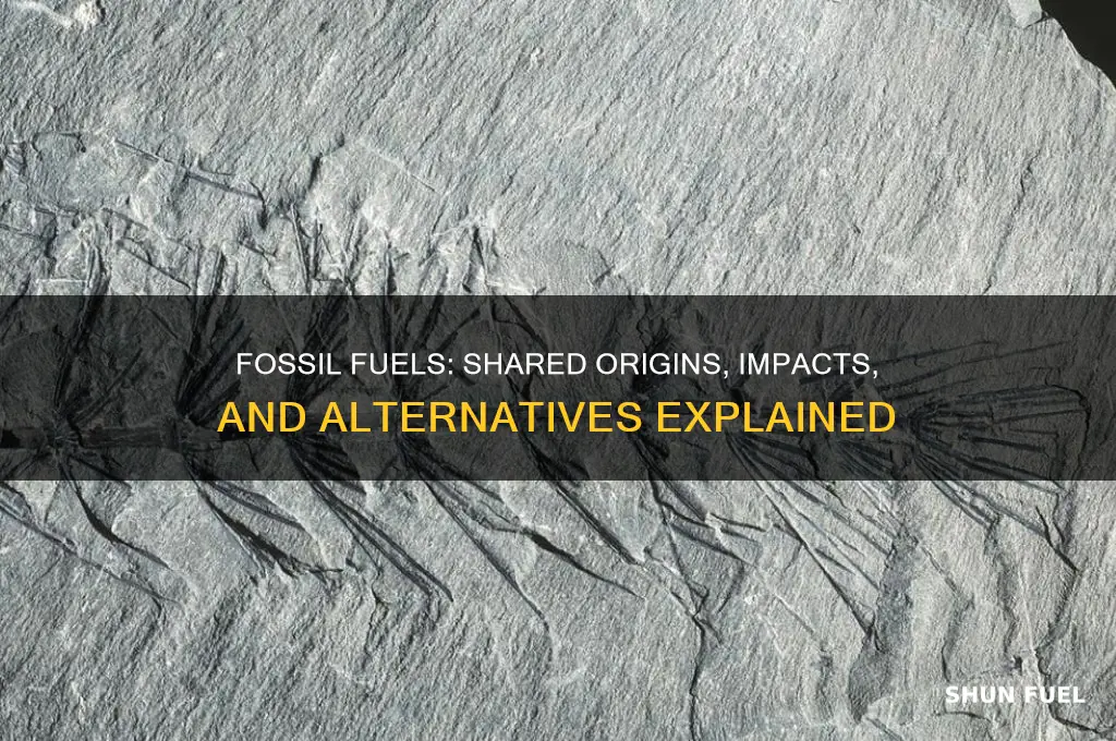 what do fossil fuels have in common