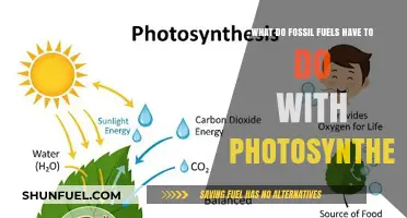 Fossil Fuels and Photosynthesis: Unraveling Their Ancient Connection
