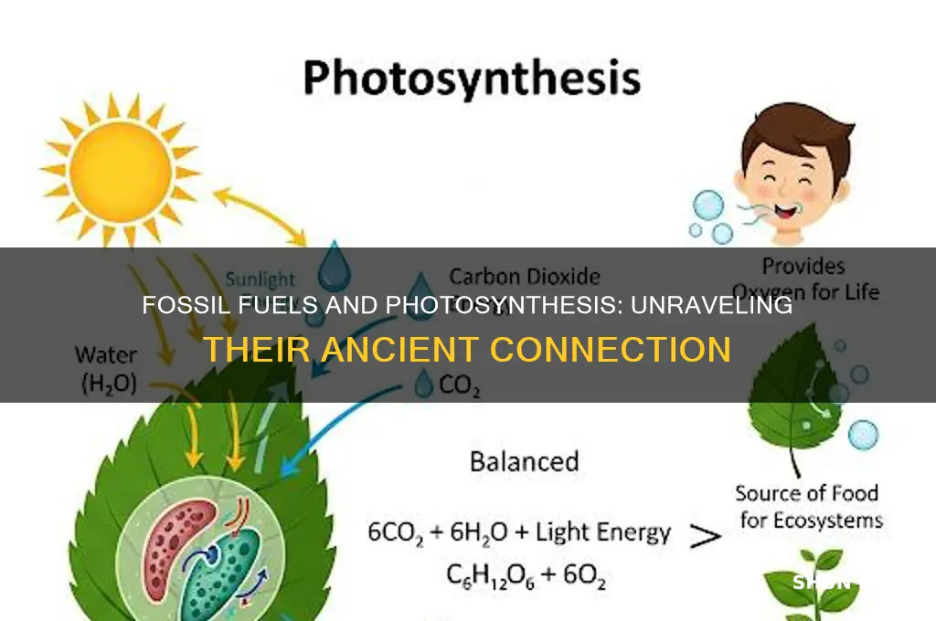 what do fossil fuels have to do with photosynthesis