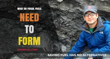 The Ancient Recipe: Key Ingredients for Fossil Fuel Formation Explained
