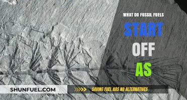 From Ancient Organisms to Energy: The Origins of Fossil Fuels Explained