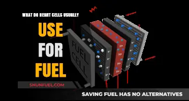 Heart Cells' Primary Fuel Source: Unlocking the Energy Behind Every Beat