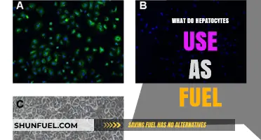 Hepatocytes' Fuel Sources: Unlocking the Energy Secrets of Liver Cells