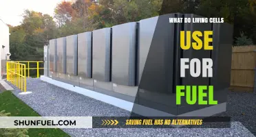 What Do Living Cells Use for Fuel: Unlocking Cellular Energy Secrets