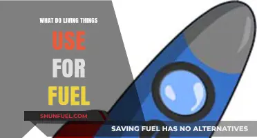 Energy Sources for Life: How Living Things Power Their Survival