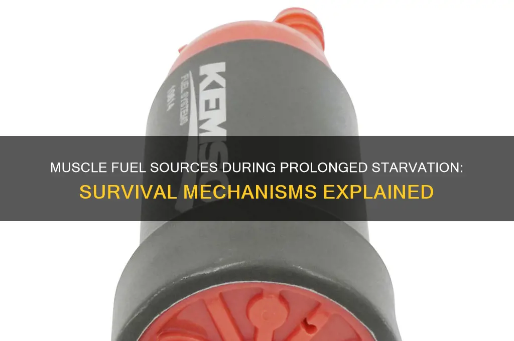 what do muscles use for fuel in long term starvation