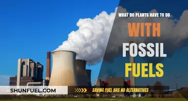 Plants' Ancient Role in Fossil Fuels: Uncovering Nature's Energy Legacy