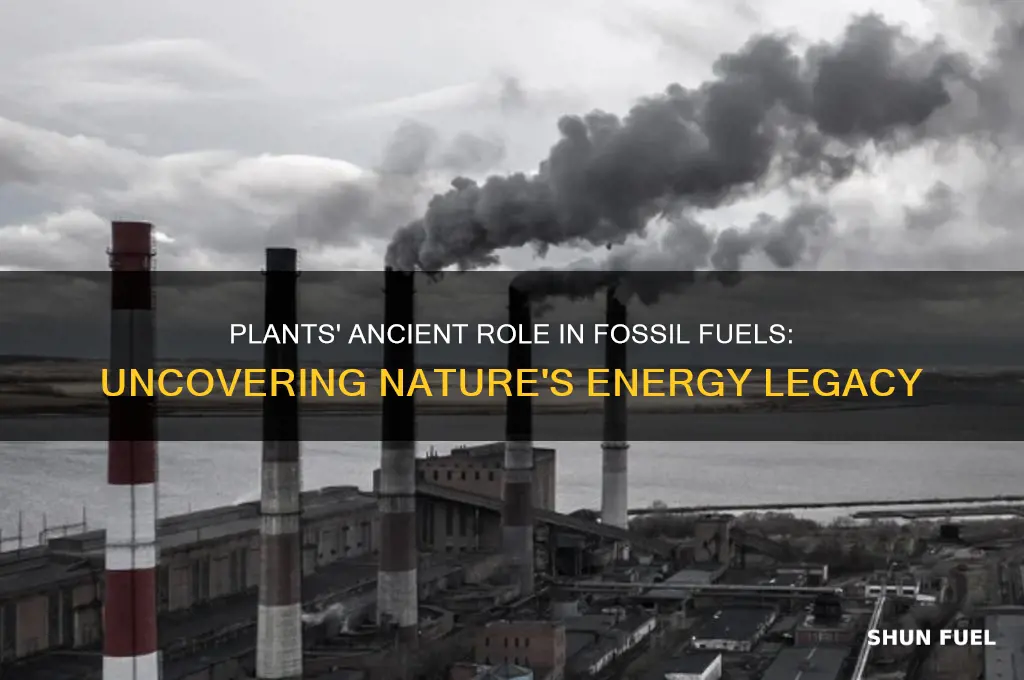 what do plants have to do with fossil fuels