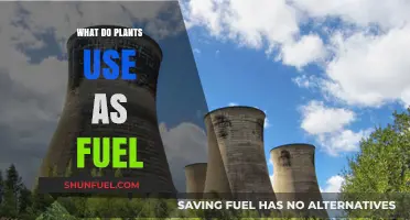 Unveiling Plant Power: The Natural Fuel Sources That Drive Growth