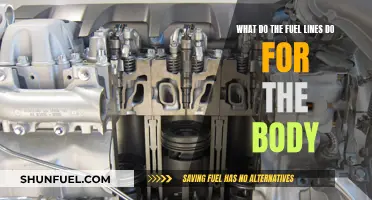 Fuel Lines: Powering Your Body's Engine