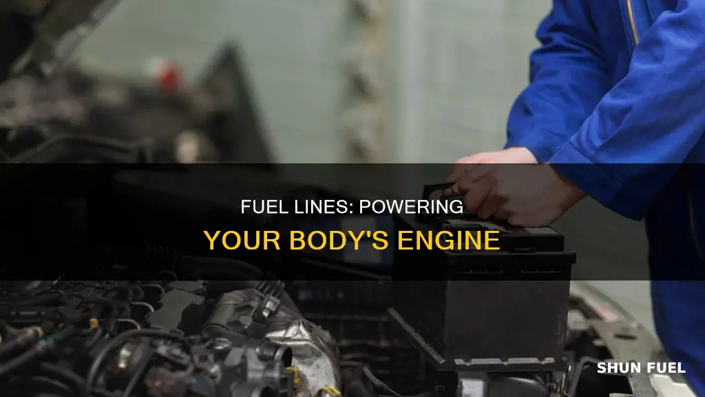 what do the fuel lines do for the body