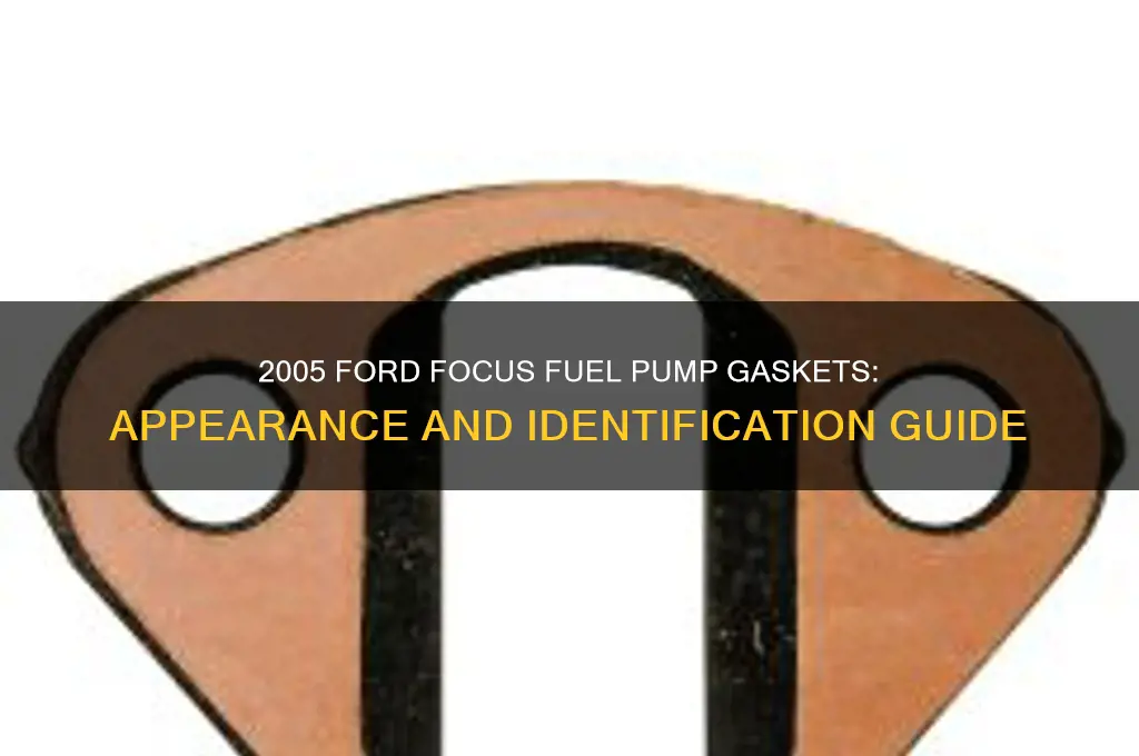 what do the gaskets look like fuel pump 2005 focus