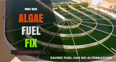 Algae Fuel: Sustainable Solution for Energy, Environment, and Economic Growth