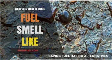 Algae-Infested Diesel: The Foul Odor Problem